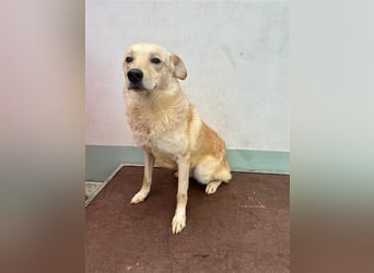 Hilton - großer Rüde mit sensibler Seele sucht geduldige Mesnchen