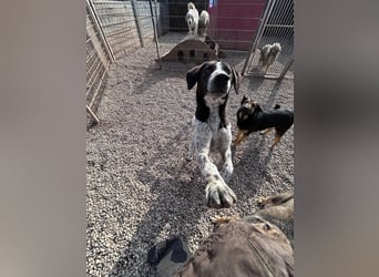 DAVIS will ankommen - ein Herz auf vier Pfoten