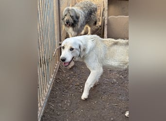 Der wachsame JANUS sucht ein Für Immer Zuhause