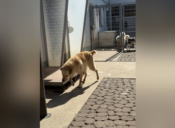 Hilton - großer Rüde mit sensibler Seele sucht geduldige Mesnchen