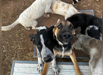 DAVIS will ankommen - ein Herz auf vier Pfoten