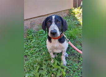 DAVIS will ankommen - ein Herz auf vier Pfoten