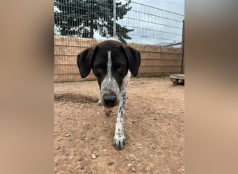 DAVIS will ankommen - ein Herz auf vier Pfoten