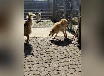 Hilton - großer Rüde mit sensibler Seele sucht geduldige Mesnchen