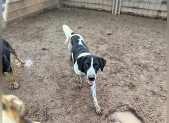 DAVIS will ankommen - ein Herz auf vier Pfoten