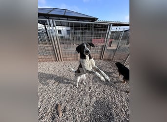 DAVIS will ankommen - ein Herz auf vier Pfoten