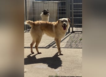 Hilton - großer Rüde mit sensibler Seele sucht geduldige Mesnchen