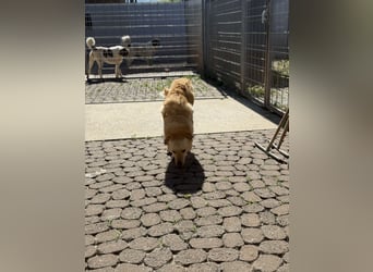 Hilton - großer Rüde mit sensibler Seele sucht geduldige Mesnchen