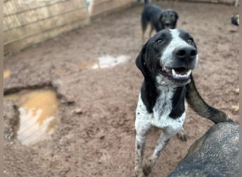 DAVIS will ankommen - ein Herz auf vier Pfoten