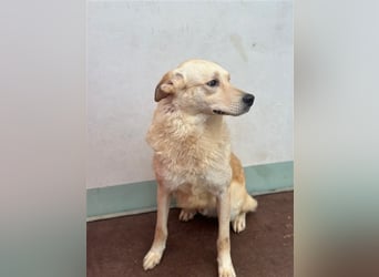 Hilton - großer Rüde mit sensibler Seele sucht geduldige Mesnchen