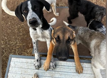 DAVIS will ankommen - ein Herz auf vier Pfoten