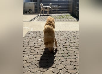 Hilton - großer Rüde mit sensibler Seele sucht geduldige Mesnchen