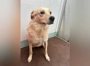 Hilton - großer Rüde mit sensibler Seele sucht geduldige Mesnchen