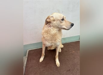 Hilton - großer Rüde mit sensibler Seele sucht geduldige Mesnchen