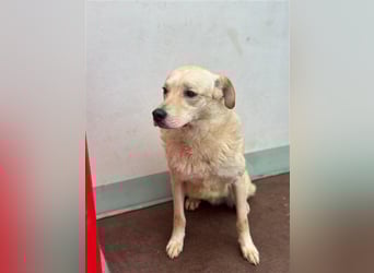 Hilton - großer Rüde mit sensibler Seele sucht geduldige Mesnchen