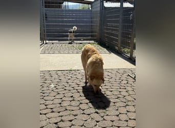 Hilton - großer Rüde mit sensibler Seele sucht geduldige Mesnchen