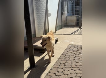 Hilton - großer Rüde mit sensibler Seele sucht geduldige Mesnchen