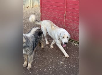 Der wachsame JANUS sucht ein Für Immer Zuhause