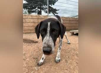 DAVIS will ankommen - ein Herz auf vier Pfoten