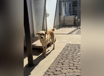 Hilton - großer Rüde mit sensibler Seele sucht geduldige Mesnchen