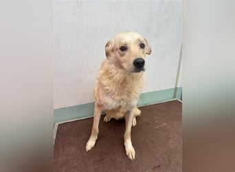 Hilton - großer Rüde mit sensibler Seele sucht geduldige Mesnchen