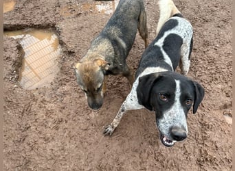 DAVIS will ankommen - ein Herz auf vier Pfoten