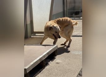 Hilton - großer Rüde mit sensibler Seele sucht geduldige Mesnchen