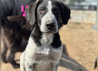 DAVIS will ankommen - ein Herz auf vier Pfoten