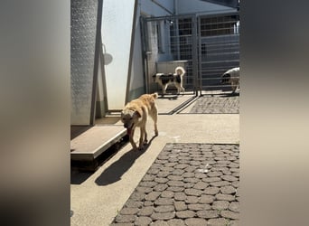 Hilton - großer Rüde mit sensibler Seele sucht geduldige Mesnchen