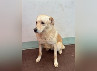 Hilton - großer Rüde mit sensibler Seele sucht geduldige Mesnchen