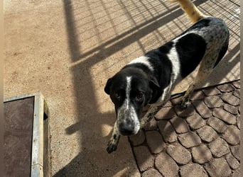 DAVIS will ankommen - ein Herz auf vier Pfoten