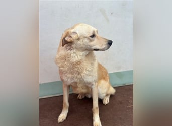 Hilton - großer Rüde mit sensibler Seele sucht geduldige Mesnchen