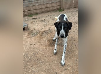 DAVIS will ankommen - ein Herz auf vier Pfoten