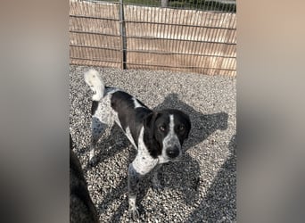 DAVIS will ankommen - ein Herz auf vier Pfoten