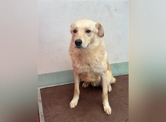 Hilton - großer Rüde mit sensibler Seele sucht geduldige Mesnchen