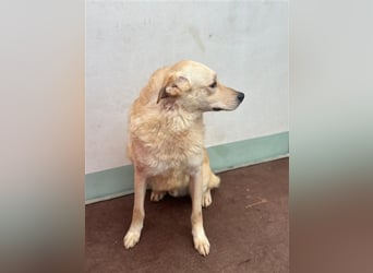 Hilton - großer Rüde mit sensibler Seele sucht geduldige Mesnchen