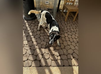 DAVIS will ankommen - ein Herz auf vier Pfoten