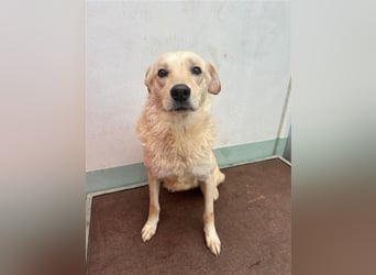 Hilton - großer Rüde mit sensibler Seele sucht geduldige Mesnchen