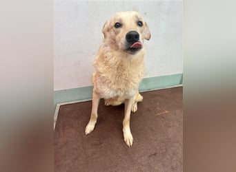 Hilton - großer Rüde mit sensibler Seele sucht geduldige Mesnchen