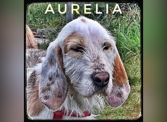 Aurelia