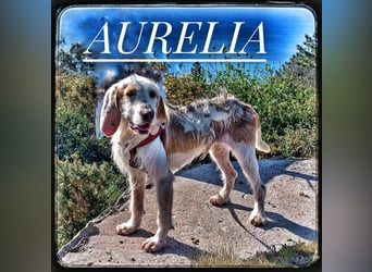 Aurelia