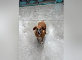 Gordita