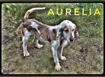 Aurelia