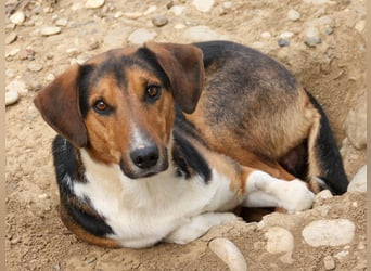 ZLAJA - Frohnatur, Familienhund sucht EUCH !