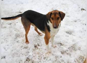 ZLAJA elegant, liebevoll, sozial, neugierig, schlau - rundum PERFEKT !