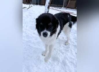 Charmanter LEDO könnte Dein Herzenshund werden