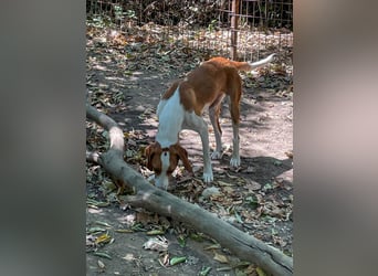 Hübsche PERDITA will endlich raus aus dem Tierheim! Hast du ein Plätzchen für sie?