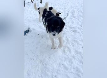 Charmanter LEDO könnte Dein Herzenshund werden