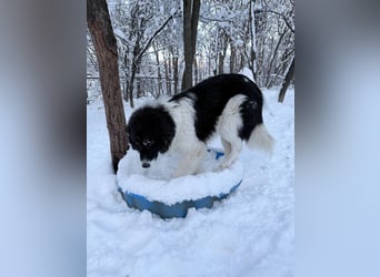 Charmanter LEDO könnte Dein Herzenshund werden