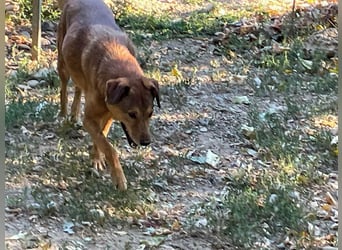 OSCAR sucht ein ruhiges Plätzchen für seinen Lebensabend - vielleicht bei dir?
